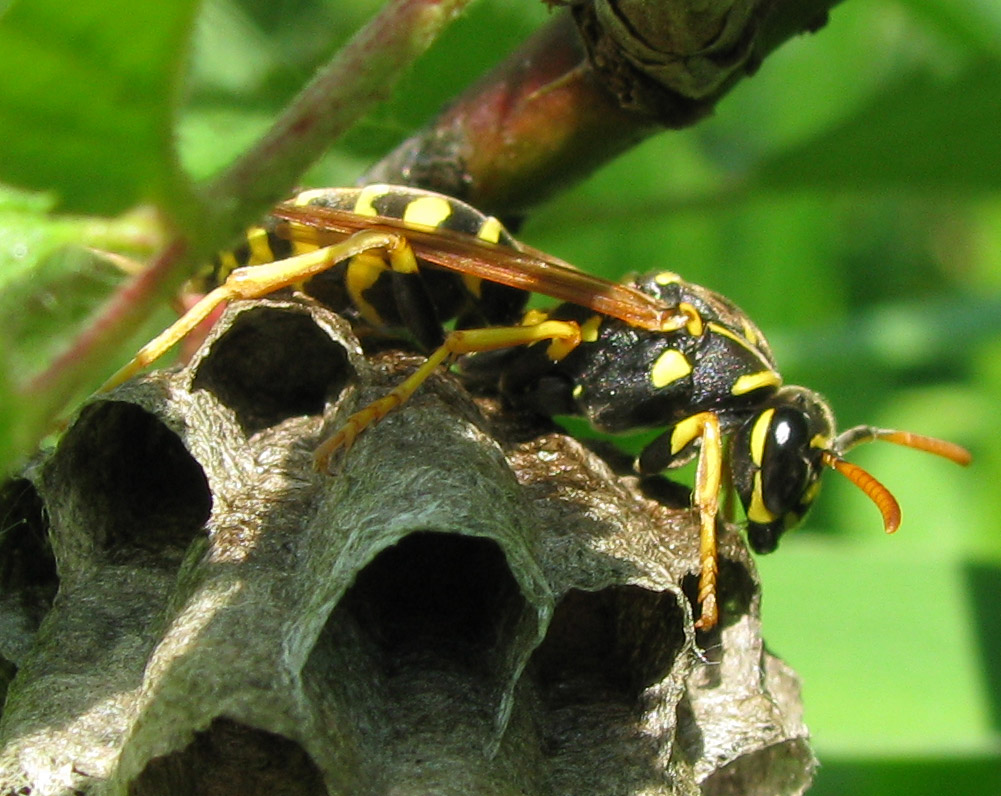 Polistes associus.